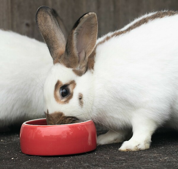 Kleinschecke havannafarbig-weiss frisst frisches Kaninchenfutter aus dem Napf (© Deutsche Tiernahrung Cremer).