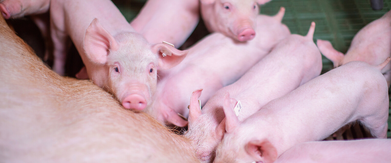 Saugferkel an der Muttersau – Mit der Prestarter-Fütterung sollte man früh beginnen (© deuka Tiernahrung Cremer).