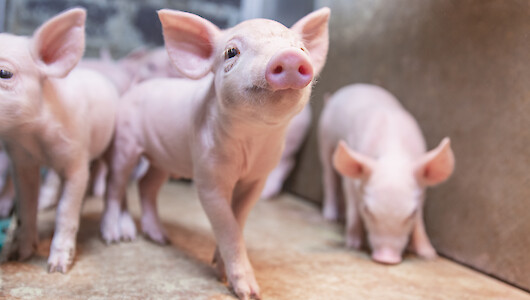 Optimale Vorbereitung auf die Futteraufnahme nach dem Absetzen: Der neue Prestarter mit besonderer Struktur deuka primo DuoPower (© deuka Tiernahrung Cremer).